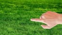 Grass Graspers