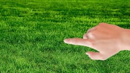 Grass Graspers